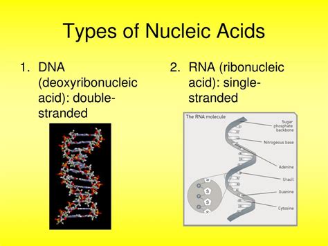 Ppt Nucleic Acids Powerpoint Presentation Free Download Id2421509