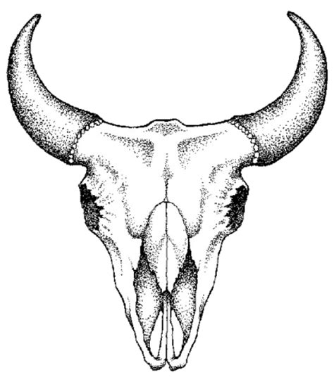Bull Skull Drawing - Decorative indian bull skull hand drawn vector. - Kisanak Png