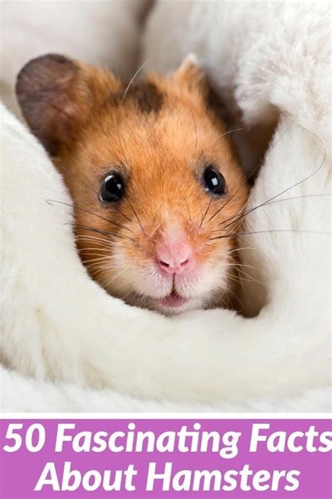 50 Unbelievable Facts About Hamsters Ultimate Guide 2024
