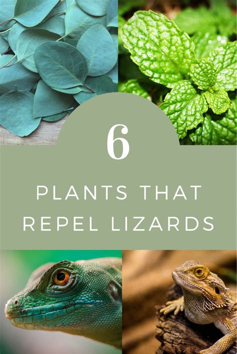 Plants That Repel Lizards Best Reptile Repellent Plants Fallsgarden