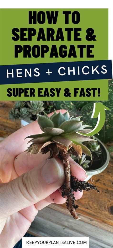 How To Separate Hens And Chicks Plants Keep Your Plants Alive