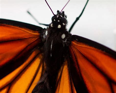 Monarchs Caught Up In Rewrite Of Endangered Species Rule