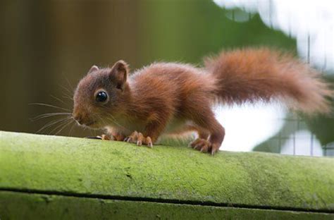 Baby Squirrel Baby Squirrel Cute Baby Animals Silly