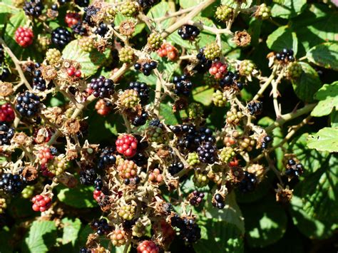 Free Images Plant Fruit Berry Blackberry Berries Shrub Tasty
