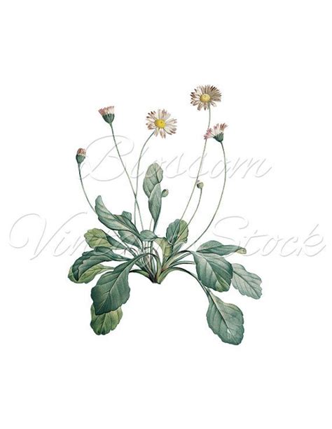 Botanical Painting Botanical Drawings Botanical Prints Flower