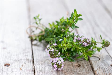 How To Grow And Care For Winter Savory Topbackyards