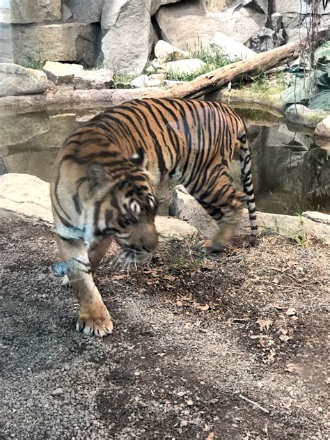 Tierpark Berlin Sumatran Tiger 2020 Zoochat