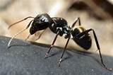 Large Black Carpenter Ants Images