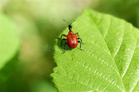 Little Red Bugs In Field On A Leaf Stock Image Image Of Lygaeidae
