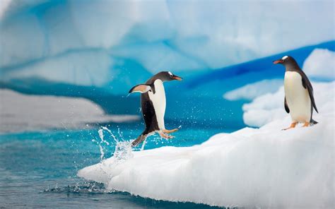 Penguin Running On Ice Wallpaper Hd Animals Wallpapers