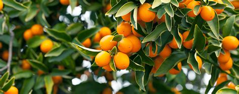 When To Fertilize Citrus Trees In Southern California Berry Nielsen