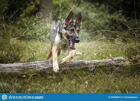 German Shepherd Dog Leaping Over A Fallen Tree Log Stock Image Image