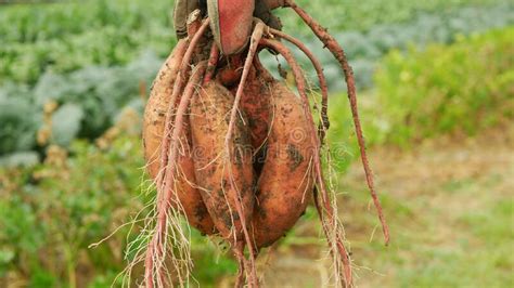 Sweet Potato Harvest Ipomoea Batatas Close Up Tuberous Tubers Roots
