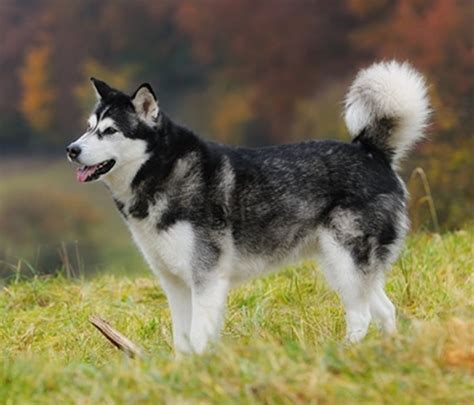 Can You Have A Alaskan Malamute In Warm Weather