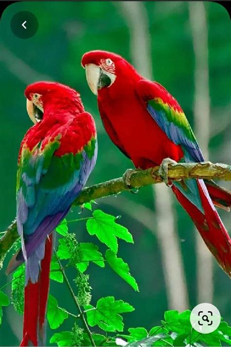 Pin By Amar Singh On Parrot Wallpaper Parrot Wallpaper Colorful