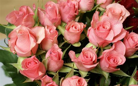 Wallpaper Pink Tenderness Drops Petal Land Plant Flowering Plant