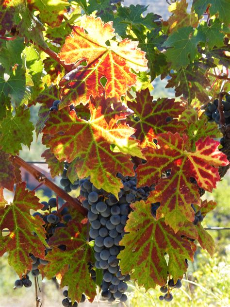 Free Images Branch Grape Fruit Food Produce Autumn Season