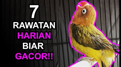 7 Perawatan LOVEBIRD HARIAN Supaya Ngekek Panjang Dan Gacor YouTube