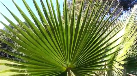 Mexican Fan Palm Tree Washingtonia Robusta Hd 07 Youtube