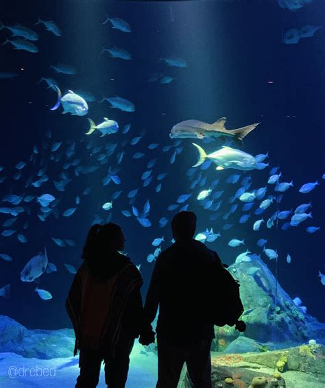 Aesthetic Aquarium Pictures Cute Date Ideas Dream Dates