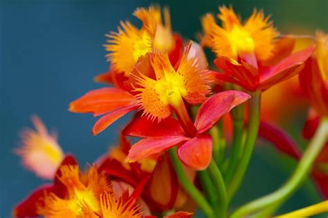 Sejarah paling awal tentang keberadaan bunga anggrek tertulis dalam bentuk gambar dan sastra cina dan jepang pada tahun 700 sm. Menakjubkan 19+ Bunga Anggrek Orange - Gambar Bunga Indah