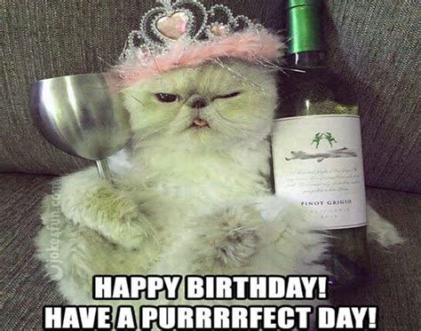 15 Best List Of Crazy Cat Lady Meme On The Internet Kent Info