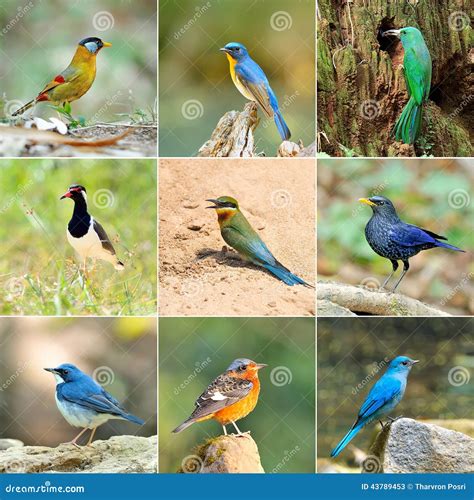 Collection Of Birds Stock Image Image Of Headed Eater 43789453