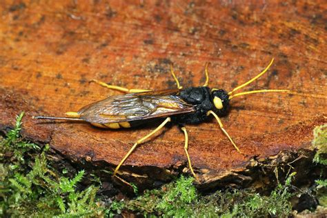 Gower Wildlife Greater Horntail Wood Wasp