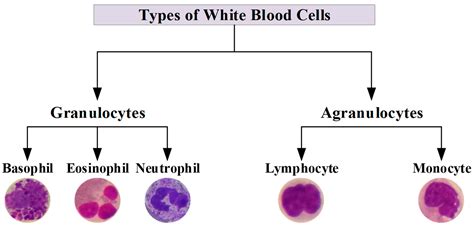 White Blood Cells Labeled