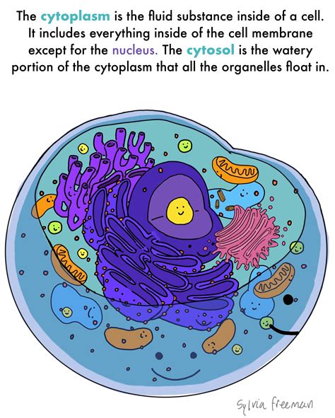 Structure Of Eukaryotic Cell A Cell Is The Structural And Functional