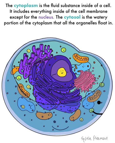 Maybe you would like to learn more about one of these? Cytoplasm — Structure & Function - Expii