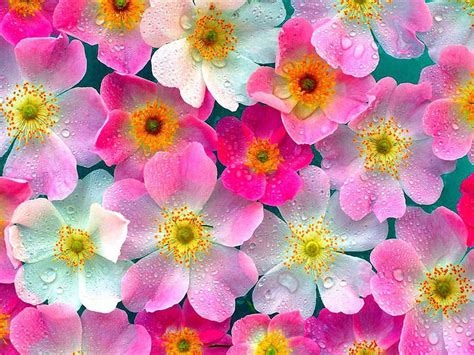 Gratis 100 Gratis Wallpaper With Flowers Terbaik Background Id