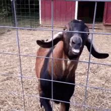 This Goat Hideki Naganuma Gif This Goat Goat This Descubre Comparte Gifs