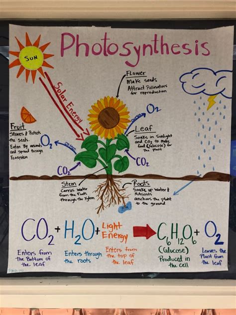 Photosynthesis Anchor Chart Science Projects For Kids Science Chart
