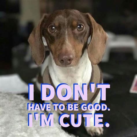 10 Hilarious And True Dachshund Memes That Will Totally Make Your Day