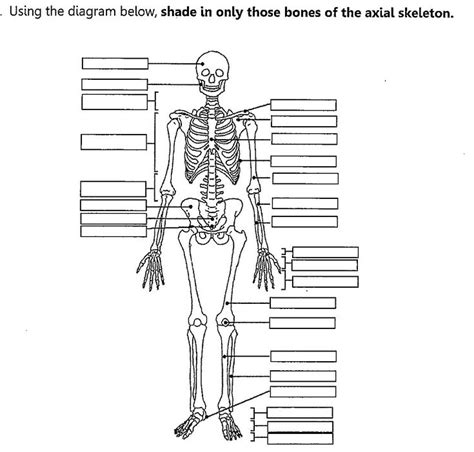 Maybe you would like to learn more about one of these? Unlabeled Diagram Of The Human Skeleton . Unlabeled ...