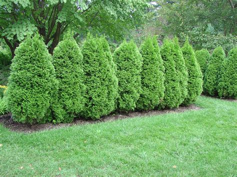 Best Evergreen Privacy Hedge With Low Cost Home Decorating Ideas