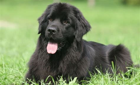 20 Cool Facts About The Newfoundland Dog Breed