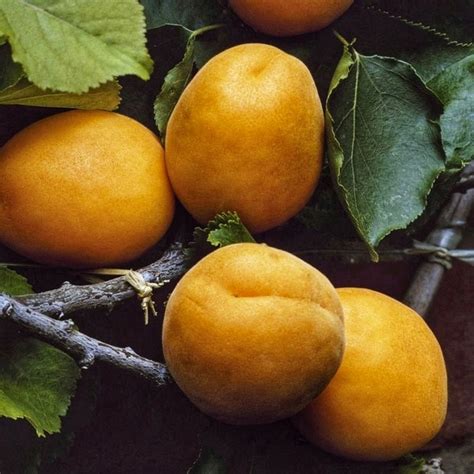 The 12 Best Dwarf Fruit Trees Rhythm Of The Home