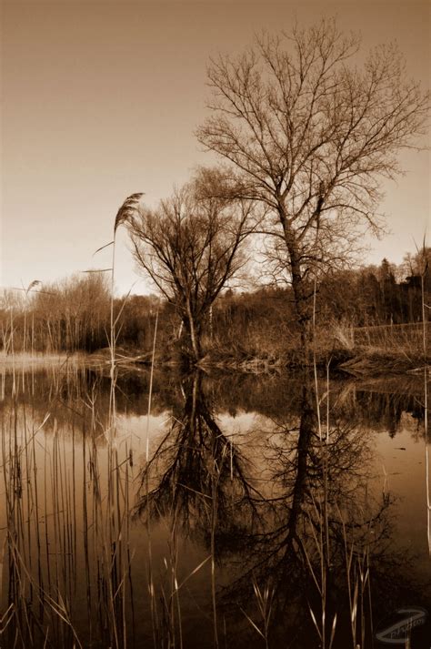 Renidphotography Sepia ~ Trees