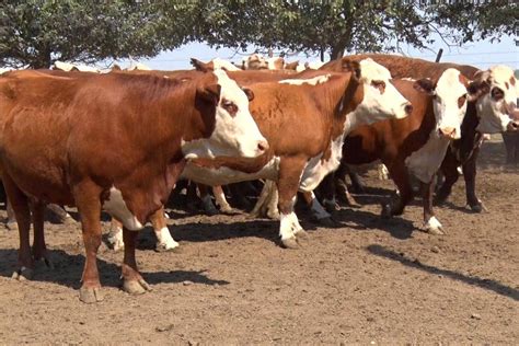 26 Toros Angus Gordos 750 Kg 13 Vacas 450 Kg Braford Sucios Agroads