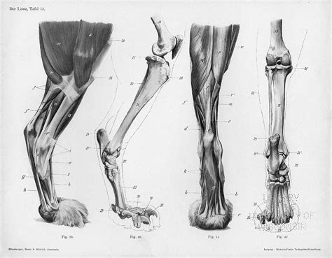Cat Leg Bone Anatomy Lukasbragato