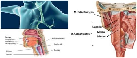 Oro o bucofaringe 1 3. Faringe: ¿Qué es? Estructura, Inervación, Anatomía Microscópica, Variantes Patofisiológicas y ...