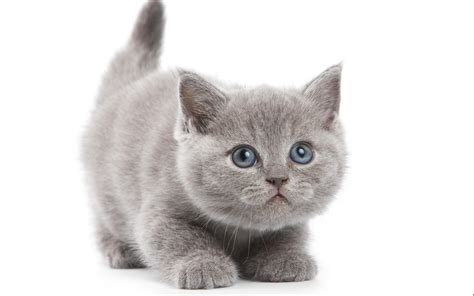 3840x2400 Baby Cat Cats Cute Kitten Kittens Coolwallpapersme