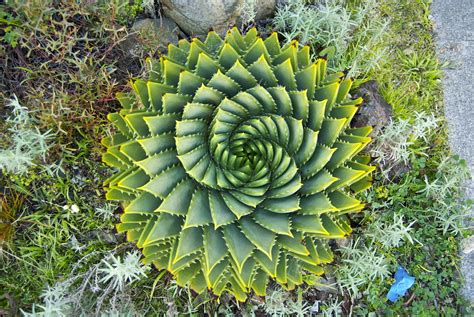 This famous fibonacci sequence has fascinated mathematicians, scientist and artists for many hundreds of the golden ratio manifests itself in many places across the universe, including right here on earth, it is part of earth's nature and it is part of us. Spirals in nature | Christopher Berry | Flickr