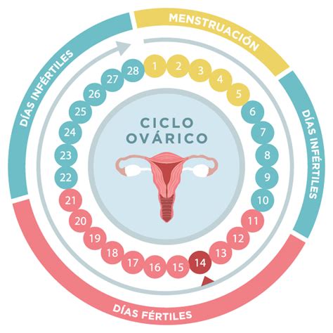 Ciclo ovárico fases y periodos más fértiles FIV4 Reproducción