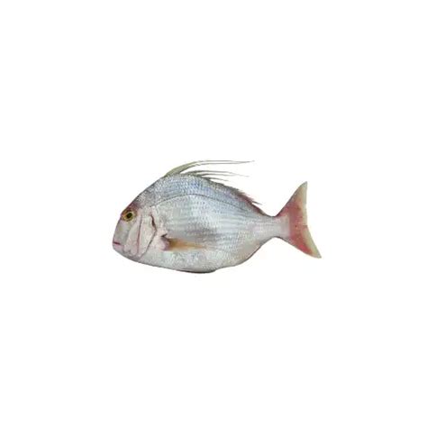 Pink Bream First Global Seafood