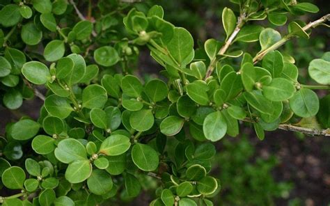 20 Seeds Chinese Boxwood Buxus Microphylla Var Sinica Easy To Grow