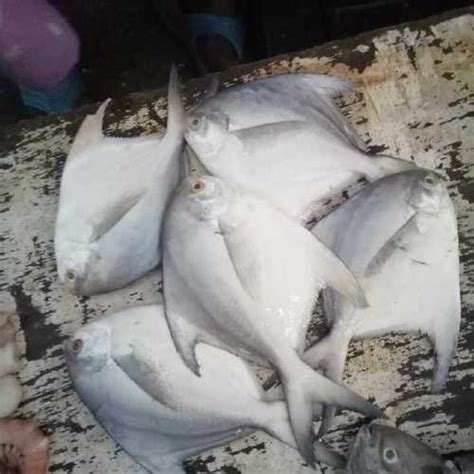 Frozen White Pomfret Fishes At Best Price In Visakhapatnam A V R Sea