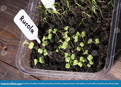 Arugula Sprouts In The Ground Close Up Stock Image Image Of Spray